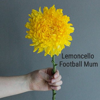 Yellow Football Mum