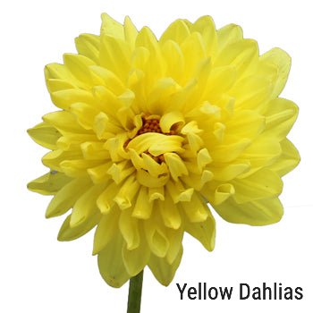Yellow Dahlias