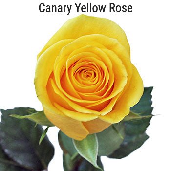 Canary Yellow Rose