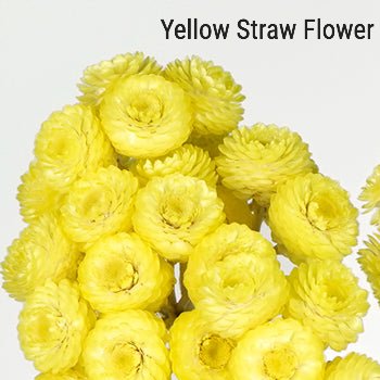 Yellow Strawflower
