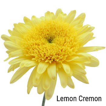 Lemon Cremon