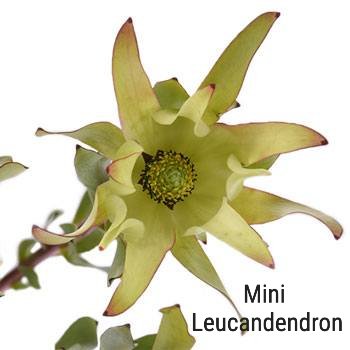 Yellow Mini Leucadendron