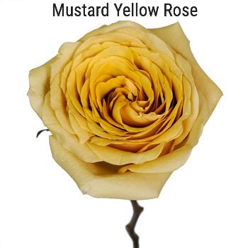 Mustard Rose