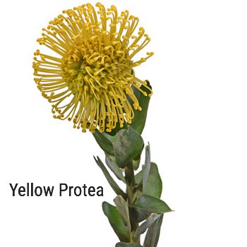 Yellow Protea