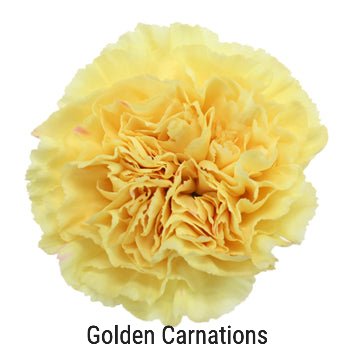 Golden Glow Carnation