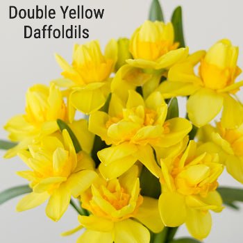Double Yellow Daffodils