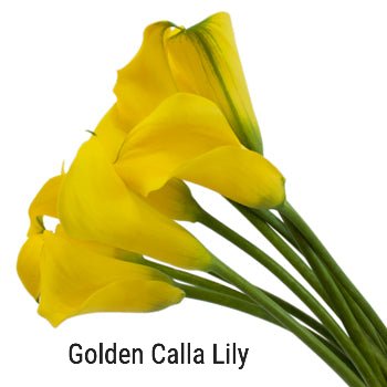 Golden Calla Lily