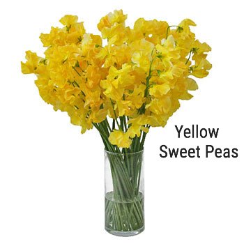 Yellow Sweet Peas