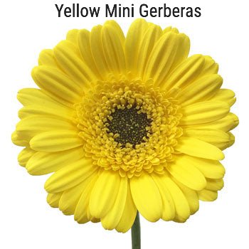 Yellow Mini Gerbera