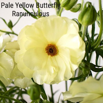 Pale Yellow Butterfly Ranunculus