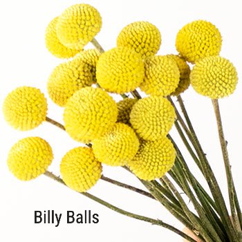 Crespedia Billy Balls