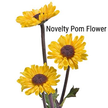 Novelty Pom Flower