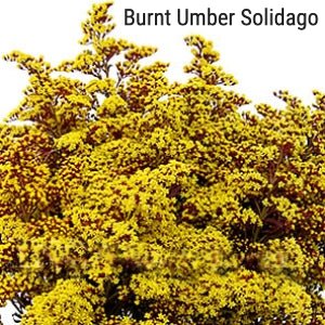 Burnt Umber Solidago