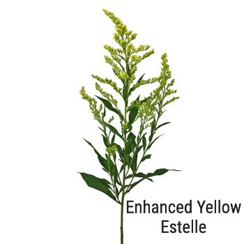 Yellow Estelle