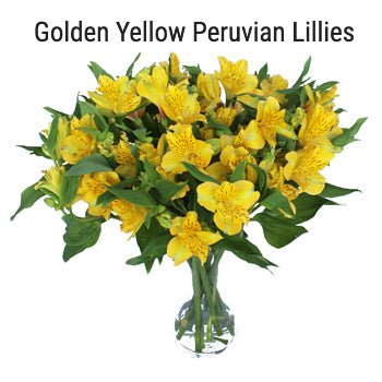 Yellow Peruvian Lily