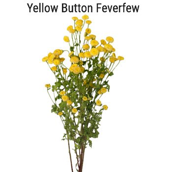 Yellow Button Feverfew