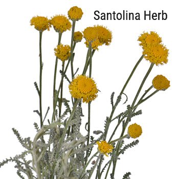 Santolina Herb