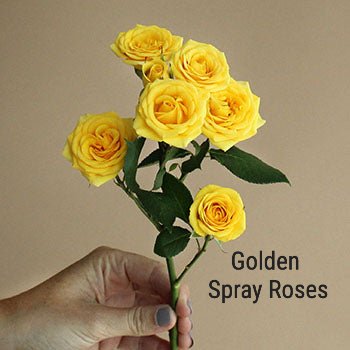 Yellow Spray Roses