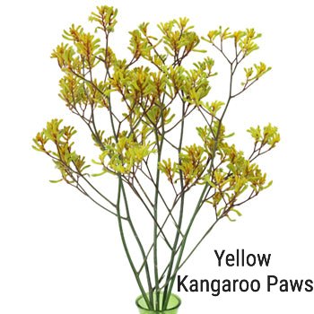 Yellow Kangaroo Paws