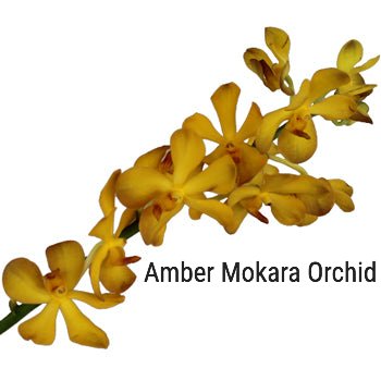 Amber Mokara Orchid