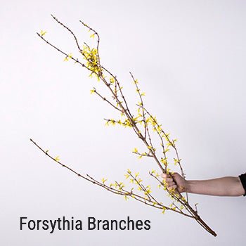 Forsythia