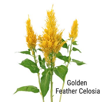 Yellow Celosia