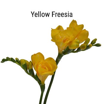 Yellow Freesia