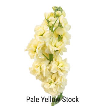 Pale Yellow Stock