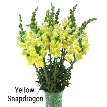 Yellow Snapdragon