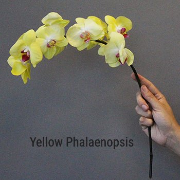 Yellow Phalaenopsis