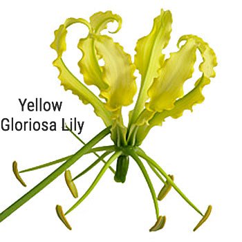 Yellow Gloriosa Lily