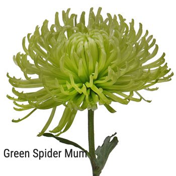Green Spider Mum