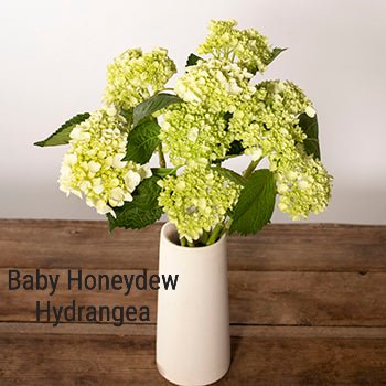 Baby Hydrangea Honeydew Green Flower