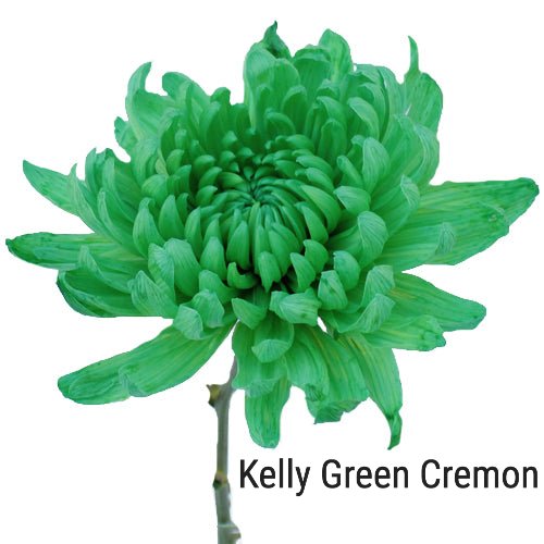 Kelly Green Cremon