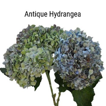 Antique Hydrangea Blue and Green