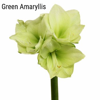 Green Amaryllis