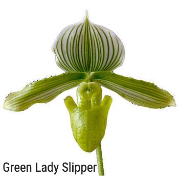 Green Lady Slipper