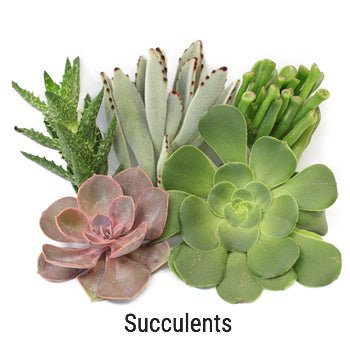 Assorted Succulents