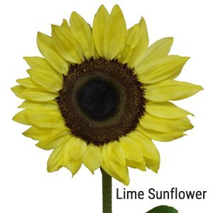 Lime Sunflowers