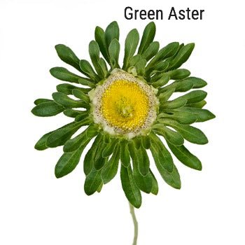 Green Aster
