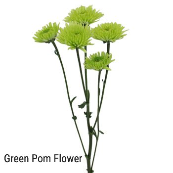 Green Pom Flower