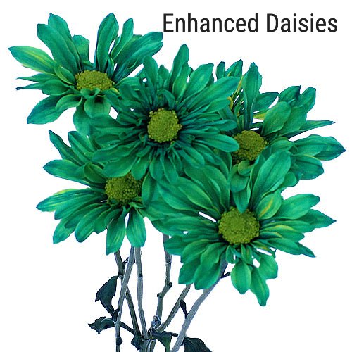 Enhanced Green Daisies