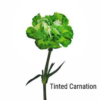 Tinted Green Carnation