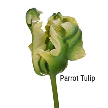 Green Parrot Tulip