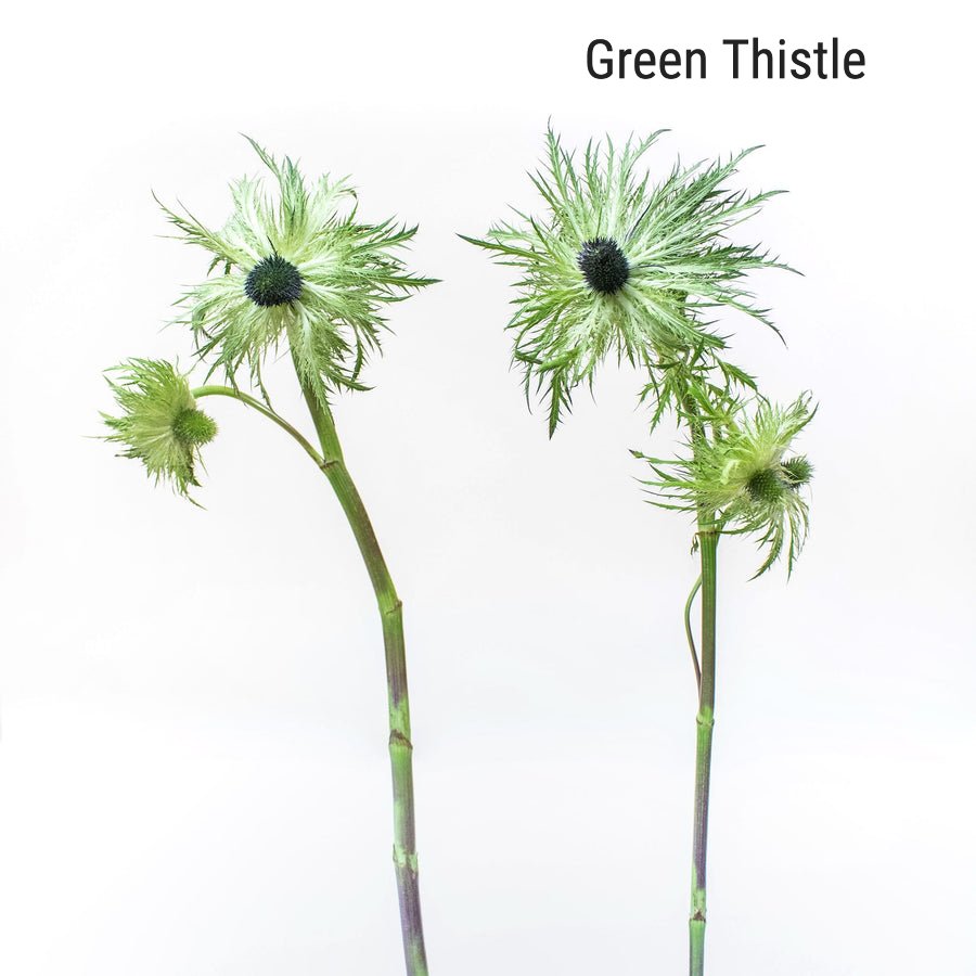 Green Thistle