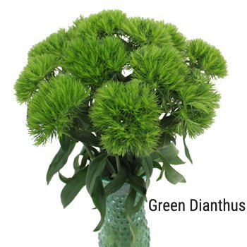 Green Dianthus