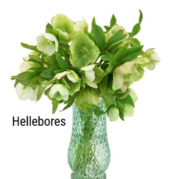 Chartreuse Hellebores