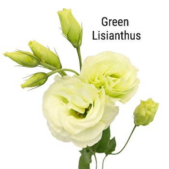 Green Lisianthus
