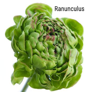 Green Ranunculus