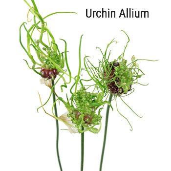 Urchin Allium
